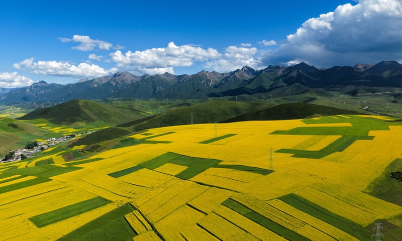 An aerial drone photo taken on July 18, 2026 shows rapeseed flower fields in Menyuan Hui Autonomous County of Haibei Tibetan Autonomous Prefecture, northwest China's Qinghai Province. (Xinhua/Zhang Long)