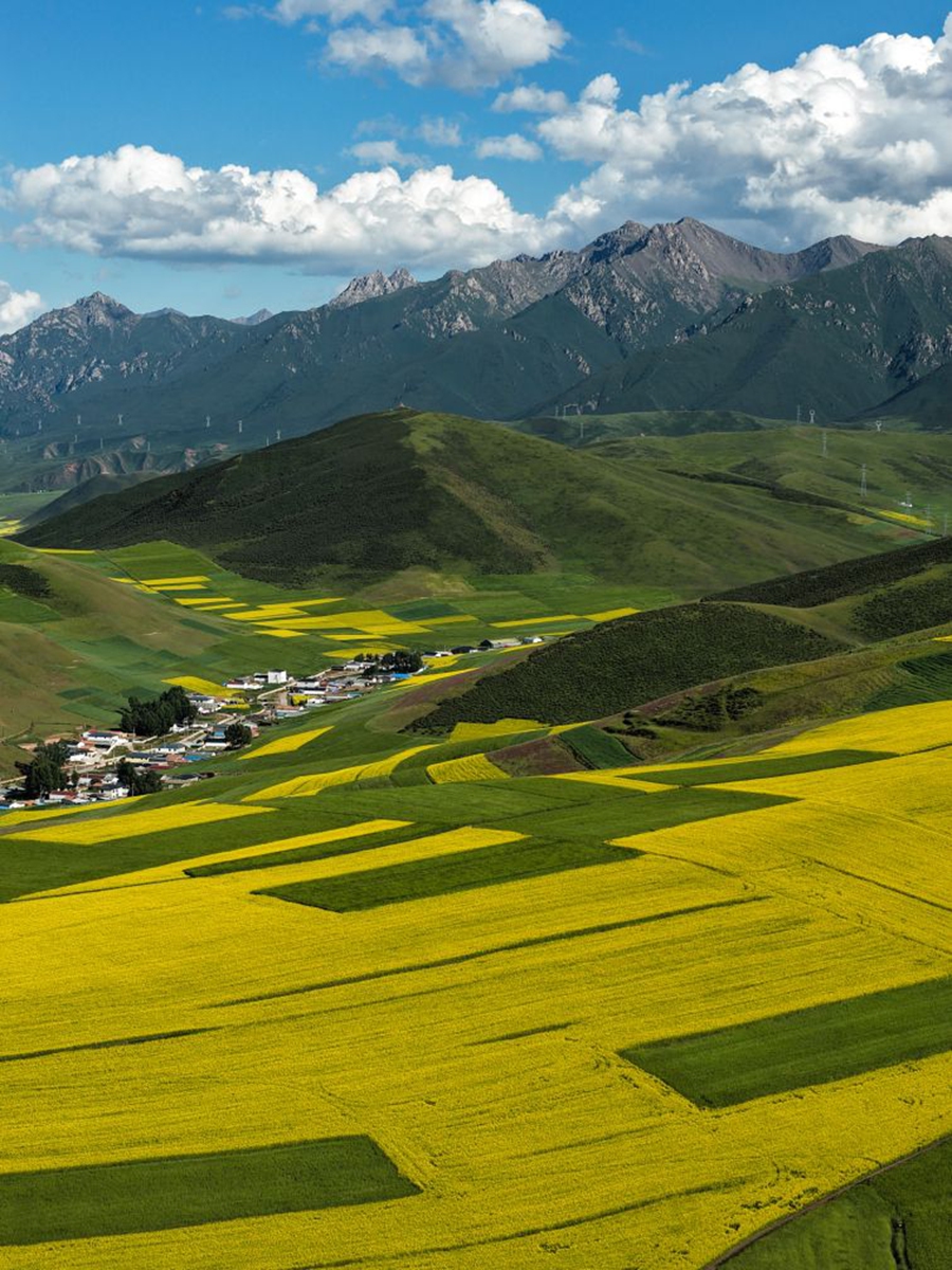 An aerial drone photo taken on July 18, 2026 shows rapeseed flower fields in Menyuan Hui Autonomous County of Haibei Tibetan Autonomous Prefecture, northwest China's Qinghai Province. (Xinhua/Zhang Long)