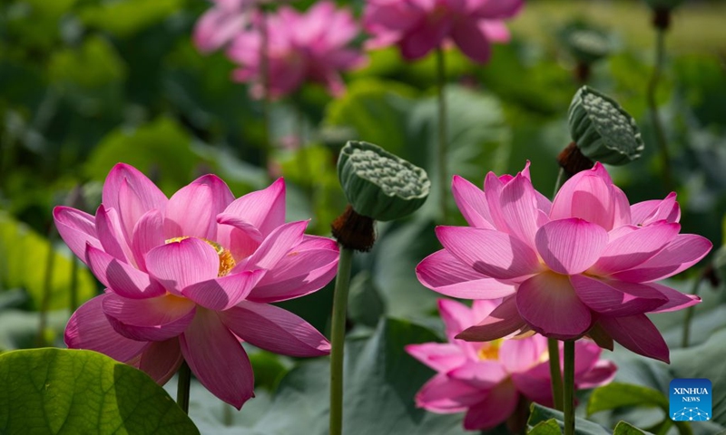 Blooming lotus flowers are pictured in Siheung, Gyeonggi Province, South Korea, July 19, 2026. (Photo by Jun Hyosang/Xinhua)