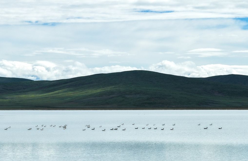 An aerial drone photo taken on July 12, 2026 shows a flock of waterbirds swimming in the Ngoring Lake in Golog Tibetan Autonomous Prefecture of northwest China's Qinghai Province. (Xinhua/Zhang Long)