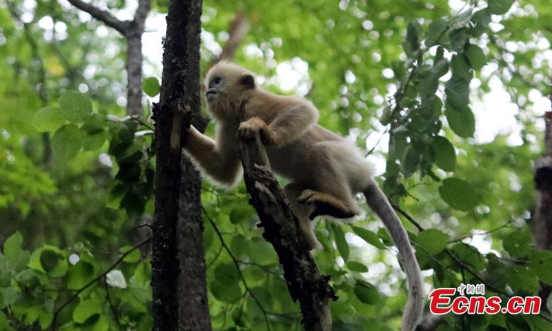 Photo released on July 17, 206 shows golden snub-nosed monkeys play and enjoy the cool shade deep within the forests of the Dalongtan Golden Snub-Nosed Monkey Field Research Base in Shennongjia National Park, central China's Hubei Province. (Photo provided to China News Service)