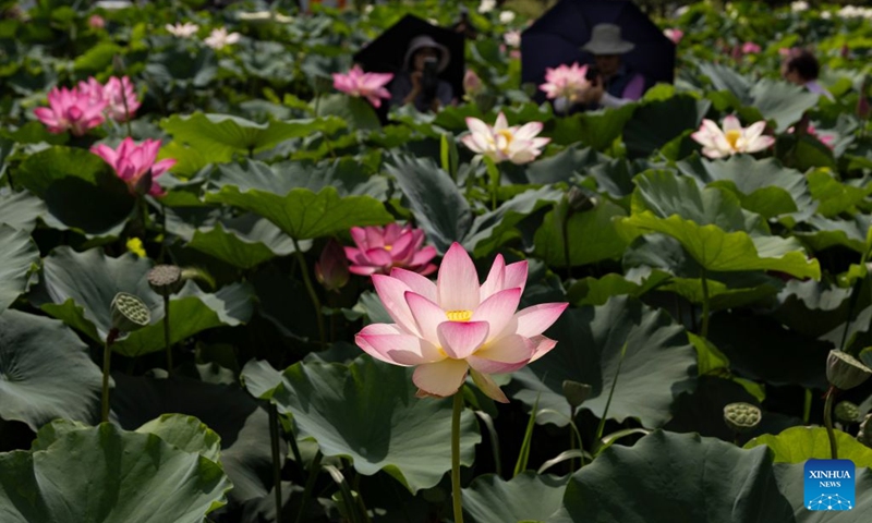 Blooming lotus flowers are pictured in Siheung, Gyeonggi Province, South Korea, July 19, 2026. (Photo by Jun Hyosang/Xinhua)