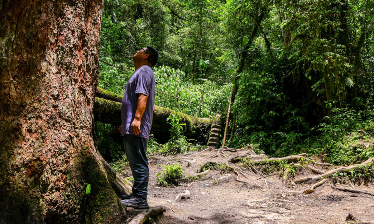 Zhaxi Qupei, the Party chief of Gelin village in Medog, looks up at a 76.2-meter-tall Bhutan pine in the tropical rainforest on July 1, 2026. Photo: Fan Wei/GT