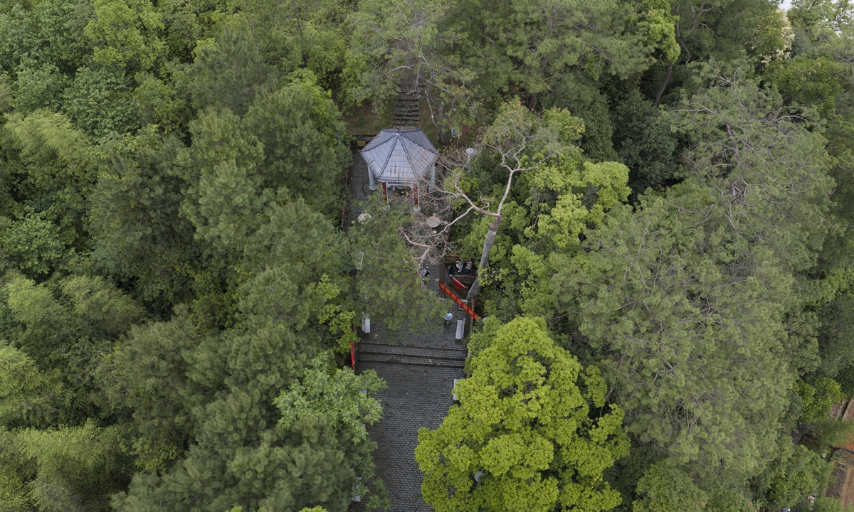 An aerial view of pine trees planted on the hill behind Huawu village Photo: Courtesy of Xu Shucan