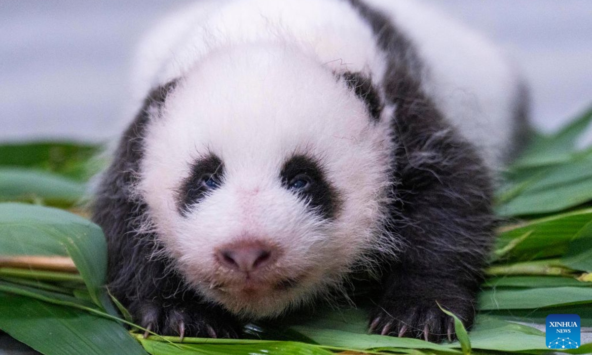 This photo released by Everland on July 23, 2026 shows a newborn giant panda cub in South Korea. Ai Bao, a female giant panda on loan from China, gave birth to a female cub on June 3.
Ai Bao and Le Bao arrived in South Korea in 2016 and have since lived at the Panda World in Everland, located in Gyeonggi Province. (Everland/Handout via Xinhua)