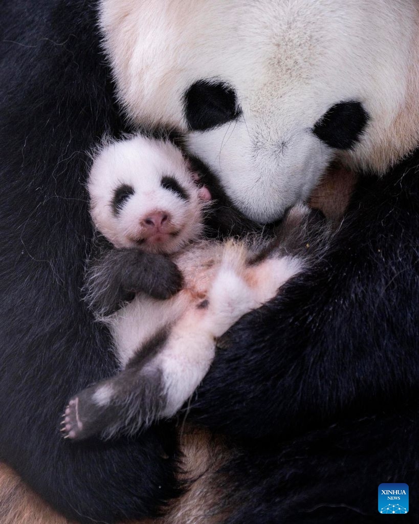 This photo released by Everland on July 23, 2026 shows a newborn giant panda cub in South Korea. Ai Bao, a female giant panda on loan from China, gave birth to a female cub on June 3.
Ai Bao and Le Bao arrived in South Korea in 2016 and have since lived at the Panda World in Everland, located in Gyeonggi Province. (Everland/Handout via Xinhua)