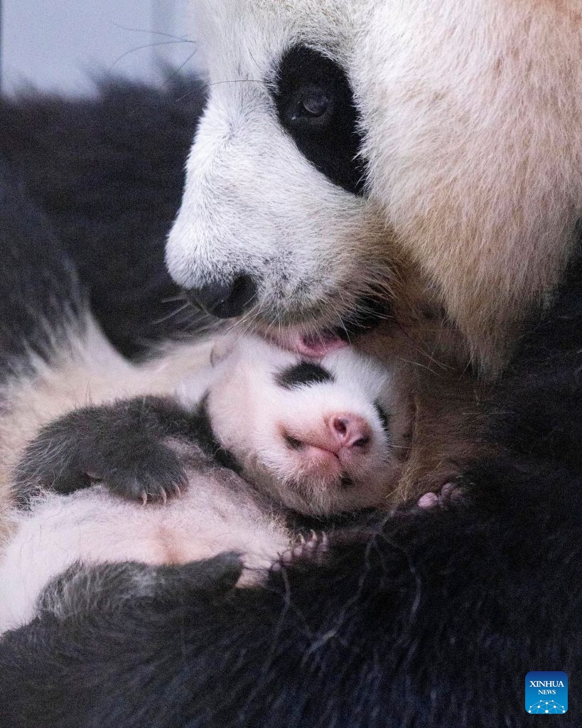 This photo released by Everland on July 23, 2026 shows a newborn giant panda cub in South Korea. Ai Bao, a female giant panda on loan from China, gave birth to a female cub on June 3.
Ai Bao and Le Bao arrived in South Korea in 2016 and have since lived at the Panda World in Everland, located in Gyeonggi Province. (Everland/Handout via Xinhua)