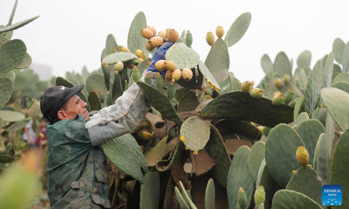 A farmer harvests prickly pears at a farm in Qalyubia Governorate, Egypt, July 23, 2026. (Xinhua/Ahmed Gomaa)