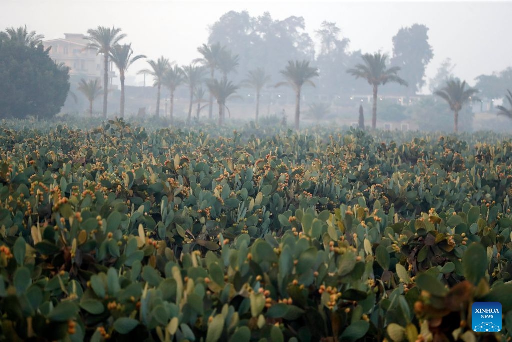 This photo taken on July 23, 2026 shows a view of a prickly pear farm in Qalyubia Governorate, Egypt. (Xinhua/Ahmed Gomaa)