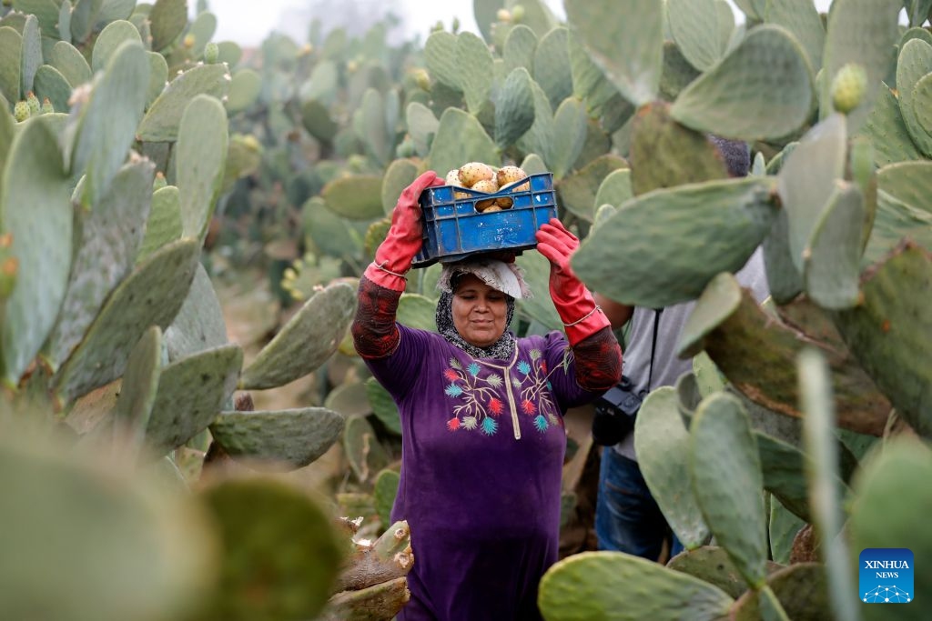 A farmer harvests prickly pears at a farm in Qalyubia Governorate, Egypt, July 23, 2026. (Xinhua/Ahmed Gomaa)