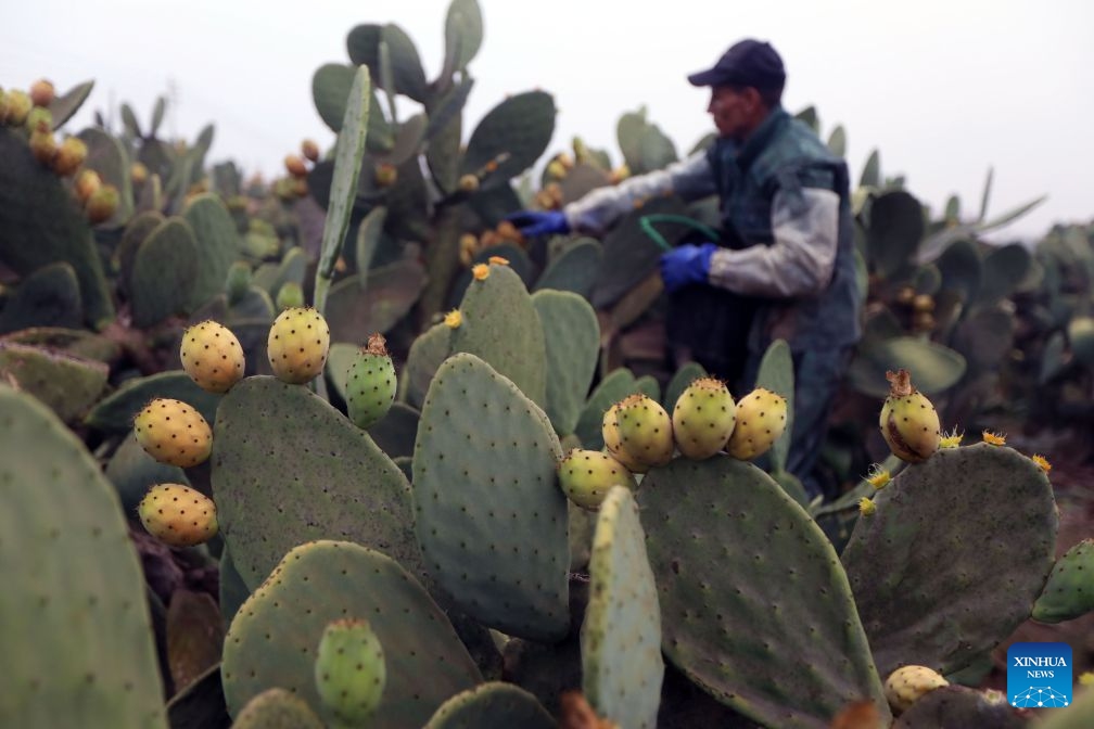 A farmer harvests prickly pears at a farm in Qalyubia Governorate, Egypt, July 23, 2026. (Xinhua/Ahmed Gomaa)