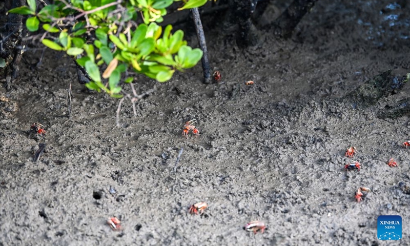 This photo taken on July 24, 2026 shows creatures under mangroves at the Shankou Mangrove Nature Reserve in Hepu County of Beihai City, south China's Guangxi Zhuang Autonomous Region. Established in 1990, the Shankou Mangrove Nature Reserve is designated to protect the natural mangrove ecosystem, serving as one of the country's major mangrove germplasm bases and gene banks. (Xinhua/Cao Yiming)