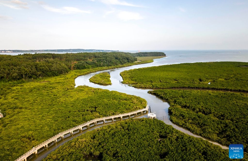 An aerial drone photo taken on July 24, 2026 shows a view of the Shankou Mangrove Nature Reserve in Hepu County of Beihai City, south China's Guangxi Zhuang Autonomous Region. Established in 1990, the Shankou Mangrove Nature Reserve is designated to protect the natural mangrove ecosystem, serving as one of the country's major mangrove germplasm bases and gene banks. (Xinhua/Wang Liang)