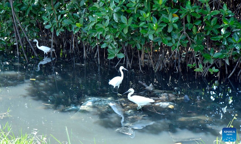 This photo taken on July 24, 2026 shows herons resting under mangroves in the Negombo Lagoon in Negombo, Sri Lanka. July 26 marks the International Day for the Conservation of the Mangrove Ecosystem. Sri Lanka's mangroves play an important role in purifying seawater, buffering coastal storms, sequestering carbon and sustaining biodiversity. (Photo by Gayan Sameera/Xinhua)