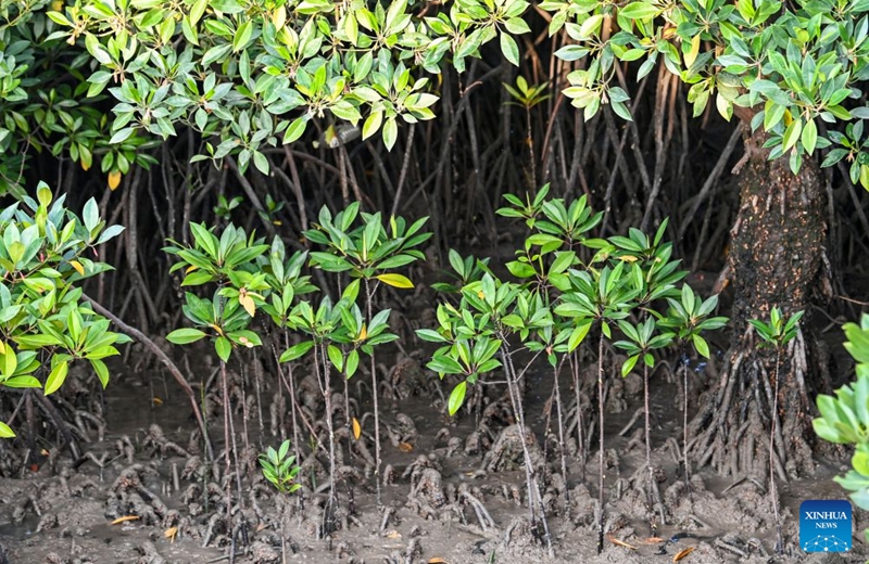 This photo taken on July 24, 2026 shows mangroves at the Shankou Mangrove Nature Reserve in Hepu County of Beihai City, south China's Guangxi Zhuang Autonomous Region. Established in 1990, the Shankou Mangrove Nature Reserve is designated to protect the natural mangrove ecosystem, serving as one of the country's major mangrove germplasm bases and gene banks. (Xinhua/Cao Yiming)