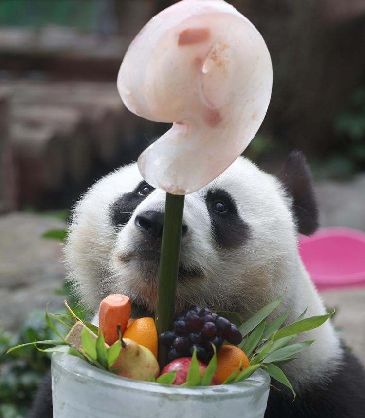 Giant panda Katyusha tries the birthday cake prepared for her mother Ding Ding at Moscow Zoo on July 30, 2026. Ding Ding missed her ninth-birthday celebration, so Katyusha, the first giant panda born in Russia, enjoyed the feast instead. Photo: IC