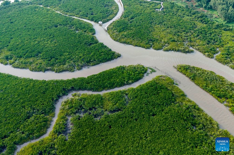 An aerial drone photo taken on July 24, 2026 shows a view of the Shankou Mangrove Nature Reserve in Hepu County of Beihai City, south China's Guangxi Zhuang Autonomous Region. Established in 1990, the Shankou Mangrove Nature Reserve is designated to protect the natural mangrove ecosystem, serving as one of the country's major mangrove germplasm bases and gene banks. (Xinhua/Wang Liang)