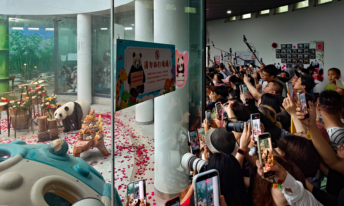 Giant panda Xi Le plays as visitors gather for its 13th-birthday celebration at Tianjin Zoo in North China's Tianjin Municipality on July 24, 2026. Photo: VCG