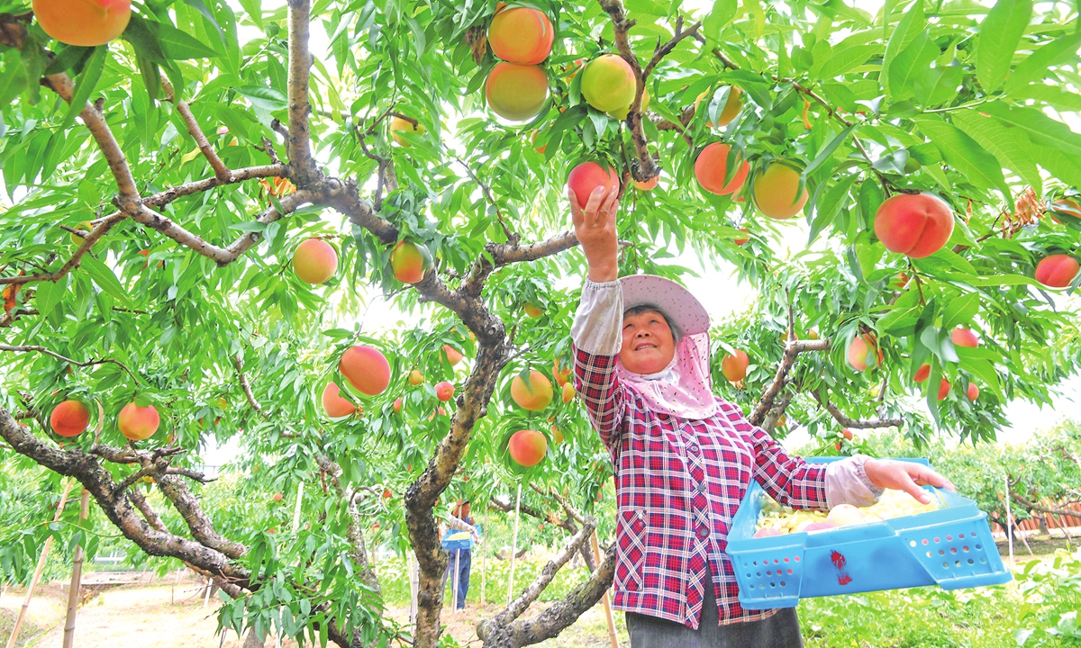 A farmer picks ripe honey peaches at an orchard in Yangshan township, Wuxi, East China's Jiangsu Province. Yangshan honey peaches, hailed by consumers as the