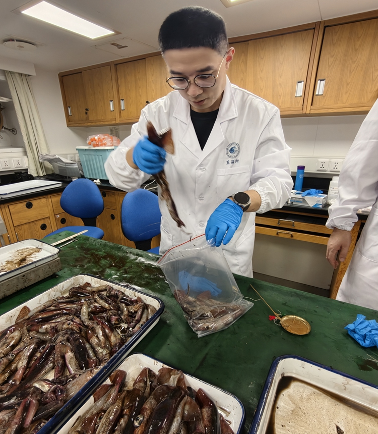 A scientific researcher at the ECSFRI studies squid specimens on July 18, 2026. Photo: Hu Yuwei/GT