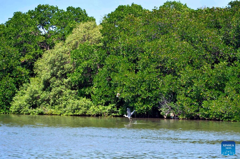This photo taken on July 24, 2026 shows a heron flying near mangroves lining the shores of the Negombo Lagoon in Negombo, Sri Lanka. July 26 marks the International Day for the Conservation of the Mangrove Ecosystem. Sri Lanka's mangroves play an important role in purifying seawater, buffering coastal storms, sequestering carbon and sustaining biodiversity. (Photo by Gayan Sameera/Xinhua)