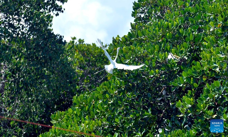 This photo taken on July 24, 2026 shows herons and mangroves in the Negombo Lagoon in Negombo, Sri Lanka. July 26 marks the International Day for the Conservation of the Mangrove Ecosystem. Sri Lanka's mangroves play an important role in purifying seawater, buffering coastal storms, sequestering carbon and sustaining biodiversity. (Photo by Gayan Sameera/Xinhua)
