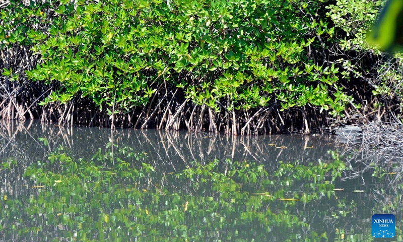 This photo taken on July 24, 2026 shows mangroves lining the shores of the Negombo Lagoon in Negombo, Sri Lanka. July 26 marks the International Day for the Conservation of the Mangrove Ecosystem. Sri Lanka's mangroves play an important role in purifying seawater, buffering coastal storms, sequestering carbon and sustaining biodiversity. (Photo by Gayan Sameera/Xinhua)