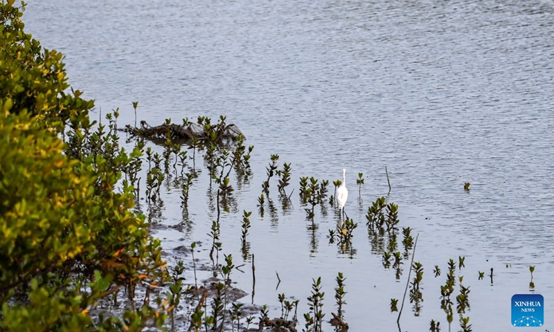 This photo taken on July 24, 2026 shows a bird amid mangroves at the Shankou Mangrove Nature Reserve in Hepu County of Beihai City, south China's Guangxi Zhuang Autonomous Region. Established in 1990, the Shankou Mangrove Nature Reserve is designated to protect the natural mangrove ecosystem, serving as one of the country's major mangrove germplasm bases and gene banks. (Xinhua/Cao Yiming)