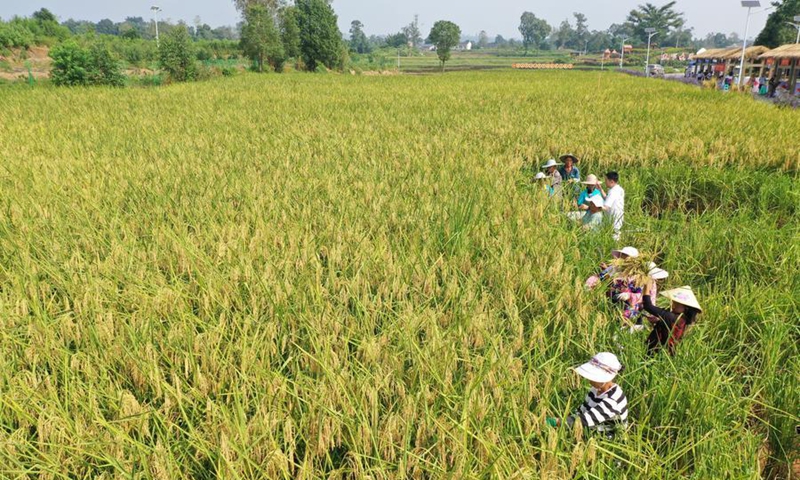 Farmers harvest hybrid rice in Dazu District of southwest China's Chongqing Municipality, Sept. 24, 2024. (Xinhua)