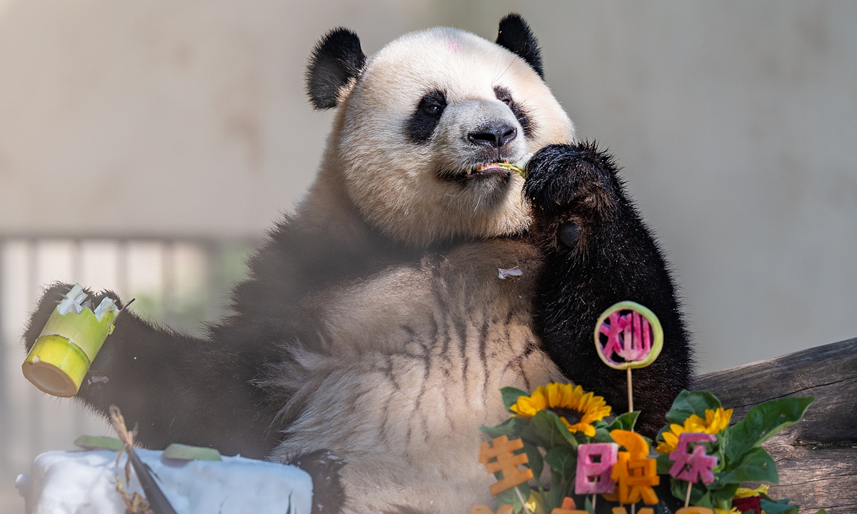 Giant panda Mang Cancan enjoys a birthday cake made of fruit and fresh bamboo during its third-birthday celebration at Chongqing Zoo on July 6, 2026. Photo: VCG