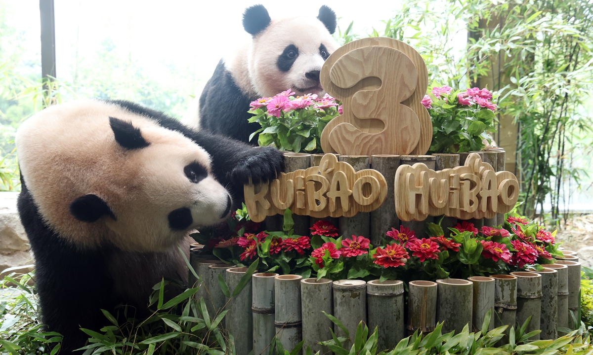 Giant panda twins Rui Bao and Hui Bao, both born in South Korea, celebrate their third birthday in Yongin, South Korea, on July 7, 2026. Photo: VCG