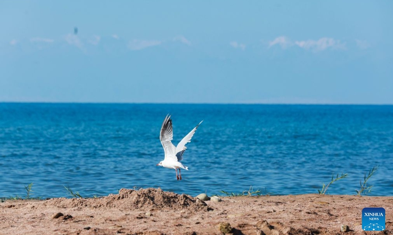 A bird flies on the shore of Issyk-Kul Lake in Kyrgyzstan, on July 25, 2026. Issyk-Kul Lake, located in the northeastern part of Kyrgyzstan, covers an area of more than 6,000 square kilometers and ranks as the world's second-largest alpine lake. (Photo by Roman/Xinhua)