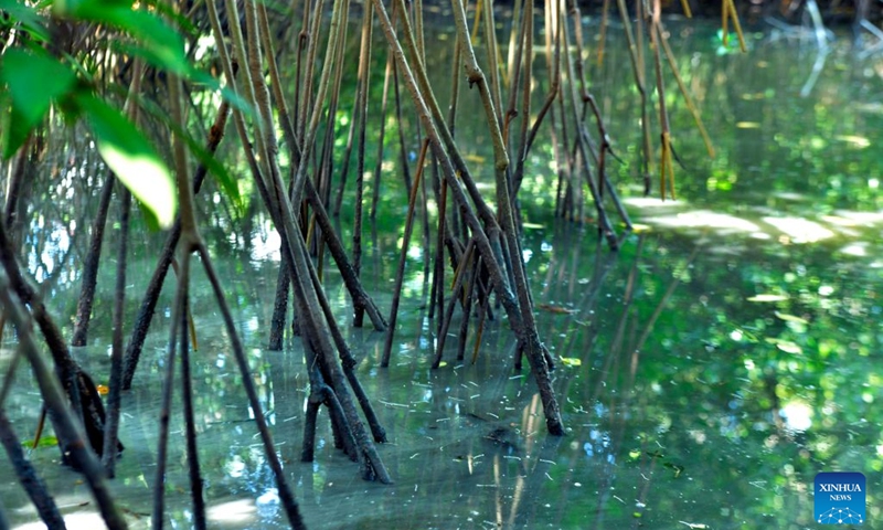 This photo taken on July 24, 2026 shows mangroves lining the shores of the Negombo Lagoon in Negombo, Sri Lanka. July 26 marks the International Day for the Conservation of the Mangrove Ecosystem. Sri Lanka's mangroves play an important role in purifying seawater, buffering coastal storms, sequestering carbon and sustaining biodiversity. (Photo by Gayan Sameera/Xinhua)