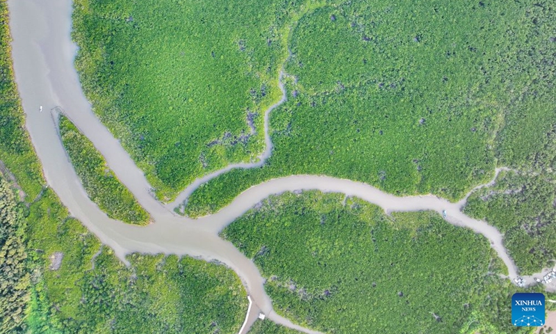 An aerial drone photo taken on July 24, 2026 shows a view of the Shankou Mangrove Nature Reserve in Hepu County of Beihai City, south China's Guangxi Zhuang Autonomous Region. Established in 1990, the Shankou Mangrove Nature Reserve is designated to protect the natural mangrove ecosystem, serving as one of the country's major mangrove germplasm bases and gene banks. (Xinhua/Cao Yiming)