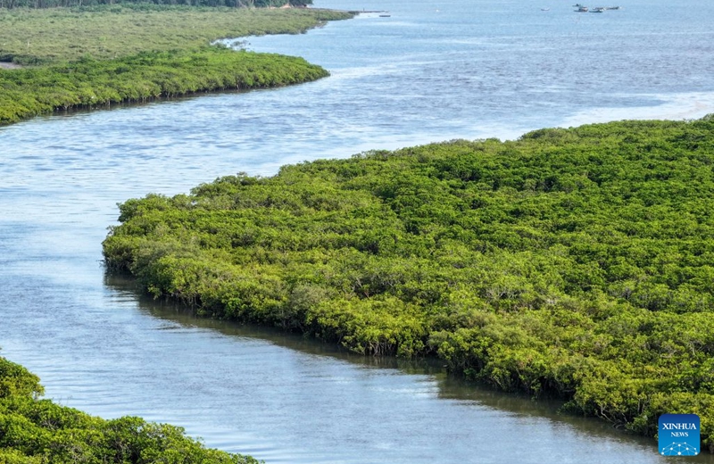 A drone photo taken on July 24, 2026 shows a view of the Shankou Mangrove Nature Reserve in Hepu County of Beihai City, south China's Guangxi Zhuang Autonomous Region. Established in 1990, the Shankou Mangrove Nature Reserve is designated to protect the natural mangrove ecosystem, serving as one of the country's major mangrove germplasm bases and gene banks. (Xinhua/Cao Yiming)