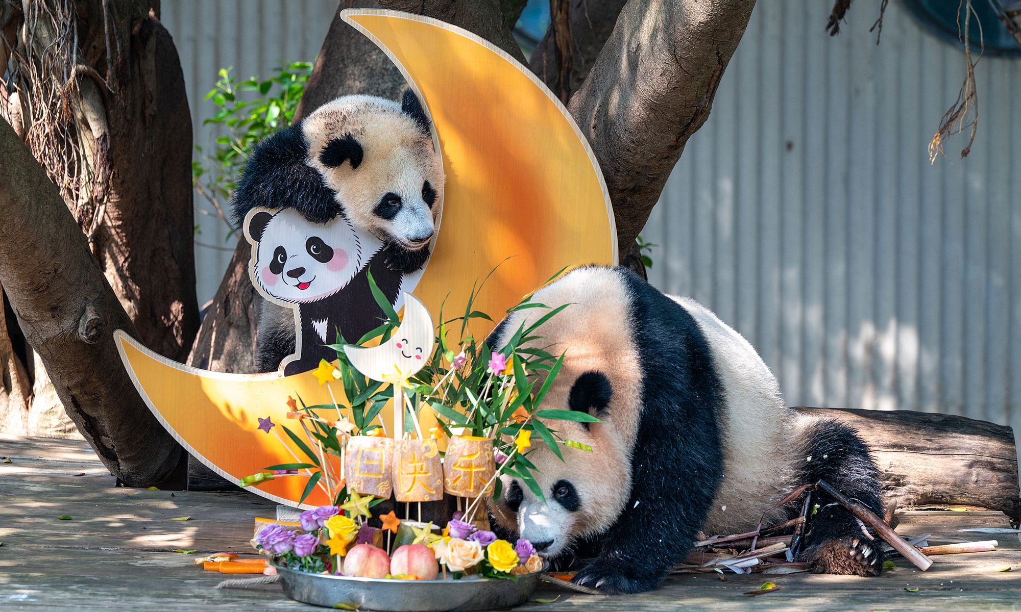 The female cub of giant panda Wang Shu (left) celebrates her first birthday with mom Liang Yue (right) at Chongqing Zoo in Southwest China's Chongqing Municipality on July 12, 2026. Photo: VCG