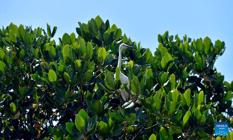 This photo taken on July 24, 2026 shows a heron resting on mangroves in the Negombo Lagoon in Negombo, Sri Lanka. July 26 marks the International Day for the Conservation of the Mangrove Ecosystem. Sri Lanka's mangroves play an important role in purifying seawater, buffering coastal storms, sequestering carbon and sustaining biodiversity. (Photo by Gayan Sameera/Xinhua)