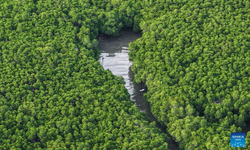 An aerial drone photo taken on July 24, 2026 shows a view of the Shankou Mangrove Nature Reserve in Hepu County of Beihai City, south China's Guangxi Zhuang Autonomous Region. Established in 1990, the Shankou Mangrove Nature Reserve is designated to protect the natural mangrove ecosystem, serving as one of the country's major mangrove germplasm bases and gene banks. (Xinhua/Cao Yiming)