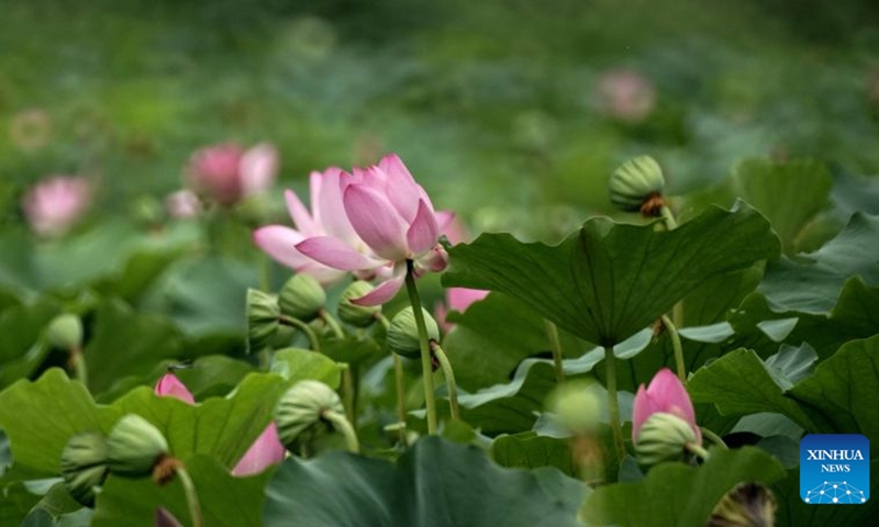 This photo taken on July 26, 2026 shows lotus flowers at the Old Summer Palace in Beijing, capital of China.
During midsummer, lotus flowers are in full bloom in the Old Summer Palace. (Xinhua/Li Xin)