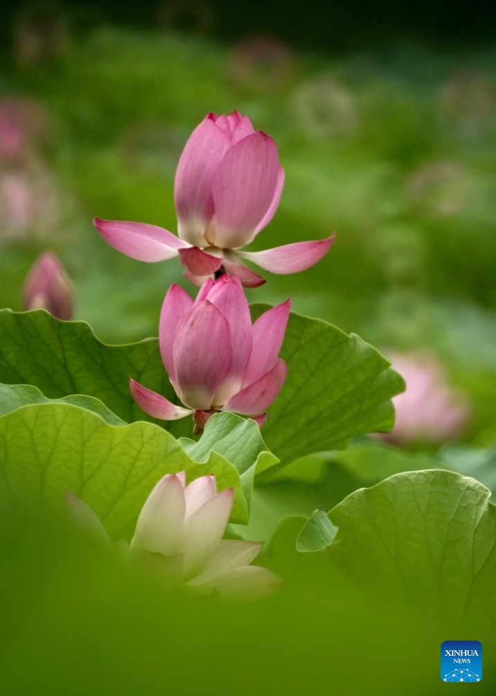 This photo taken on July 26, 2026 shows lotus flowers at the Old Summer Palace in Beijing, capital of China.
During midsummer, lotus flowers are in full bloom in the Old Summer Palace. (Xinhua/Li Xin)