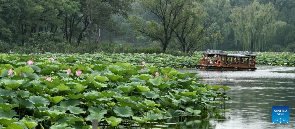 People take a boat admiring lotus flowers at the Old Summer Palace in Beijing, capital of China, July 26, 2026.
During midsummer, lotus flowers are in full bloom in the Old Summer Palace. (Xinhua/Li Xin)
