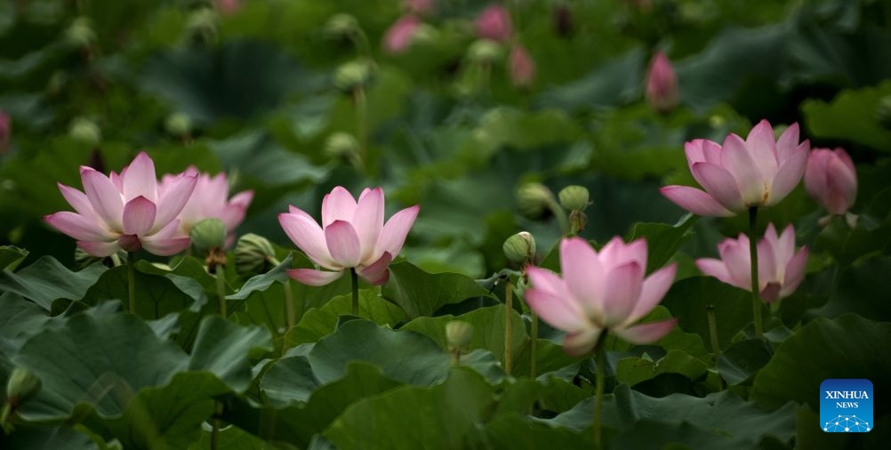 This photo taken on July 26, 2026 shows lotus flowers at the Old Summer Palace in Beijing, capital of China.
During midsummer, lotus flowers are in full bloom in the Old Summer Palace. (Xinhua/Li Xin)