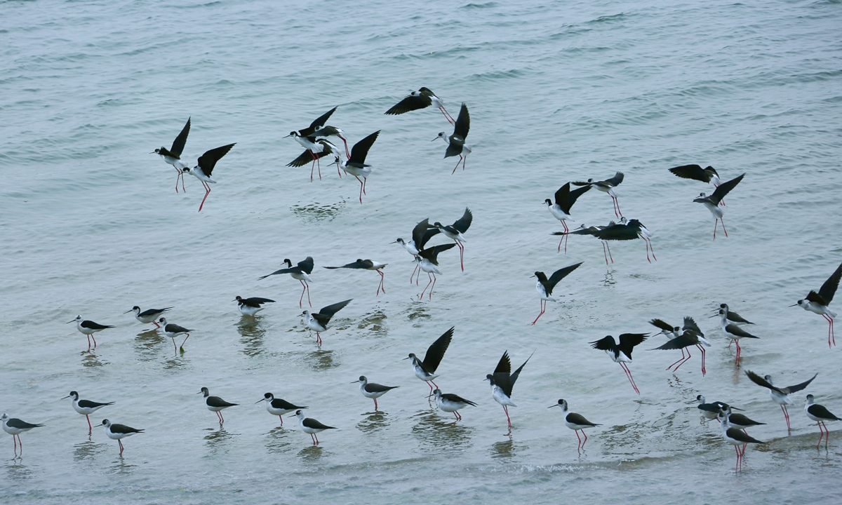 The Migratory Bird Sanctuaries along the Coast of the Yellow Sea-Bohai Gulf of China