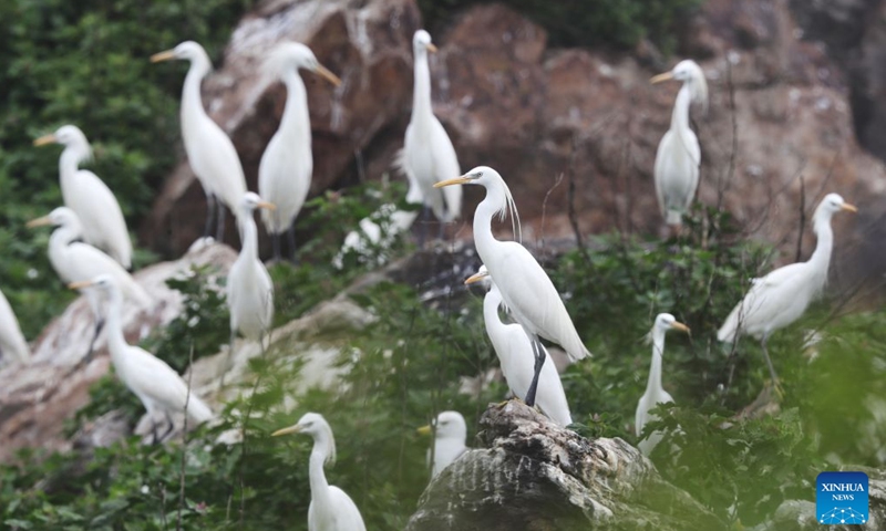 This photo taken in June 2021 shows Chinese egrets on the Changshan Archipelago in Dalian, northeast China's Liaoning Province.

