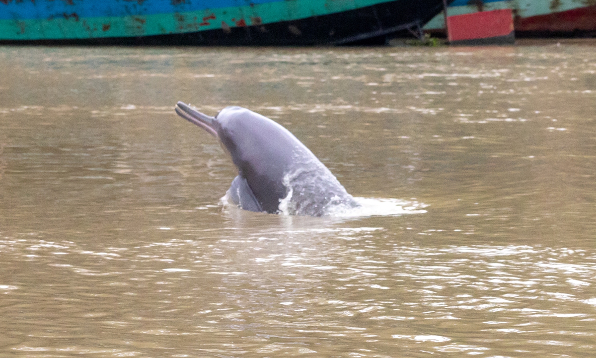 A Ganges river dolphin breaks the surface to breathe. Photo: Courtesy of Ameer Hamza