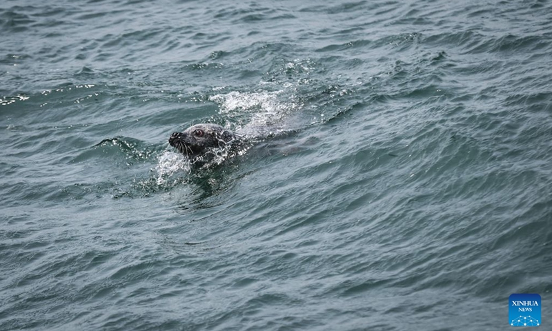 This photo taken in June 2025 shows a released spotted seal at the Changshan Archipelago in Dalian, northeast China's Liaoning Province. On Monday, the 48th session of the UNESCO World Heritage Committee in Busan, the Republic of Korea, approved the boundary modification of the Migratory Bird Sanctuaries along the Coast of Yellow Sea-Bohai Gulf of China, officially incorporating the Changshan Archipelago into the World Heritage list. 