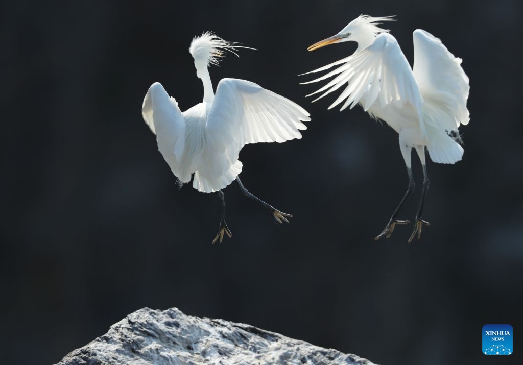 This photo taken in June 2019 shows Chinese egrets on the Changshan Archipelago in Dalian, northeast China's Liaoning Province.

