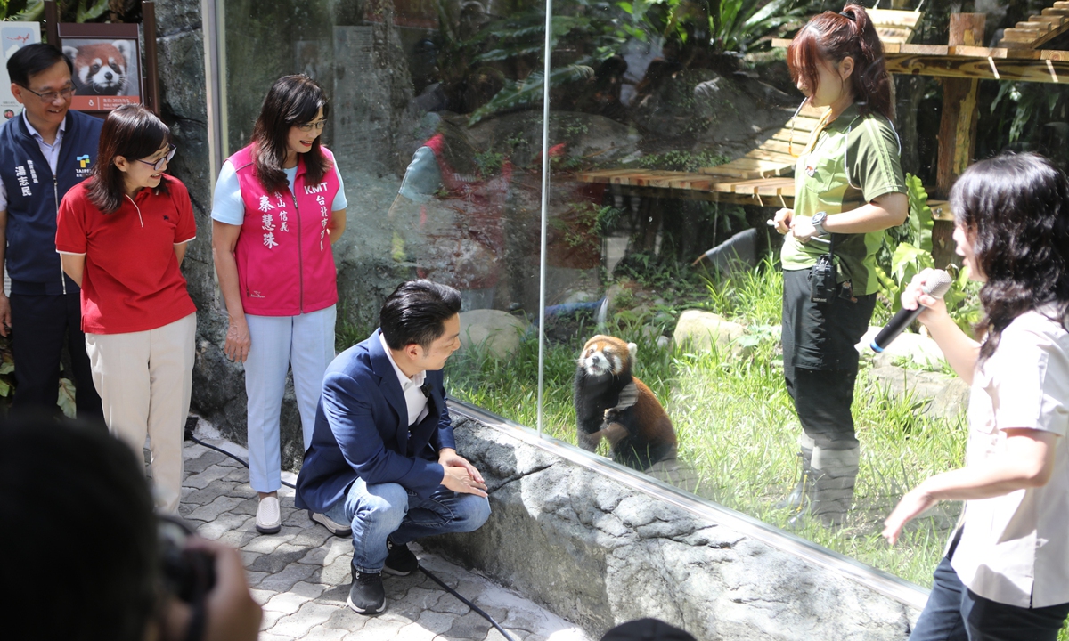 Red panda Lele interacts with onlookers at Taipei Zoo on July 29, 2026. Two red pandas gifted by Shanghai Zoo made their public debut in Taipei that day, with Taipei Mayor Chiang Wan-an unveiling their names, Lele and Tiantian. Photo: VCG