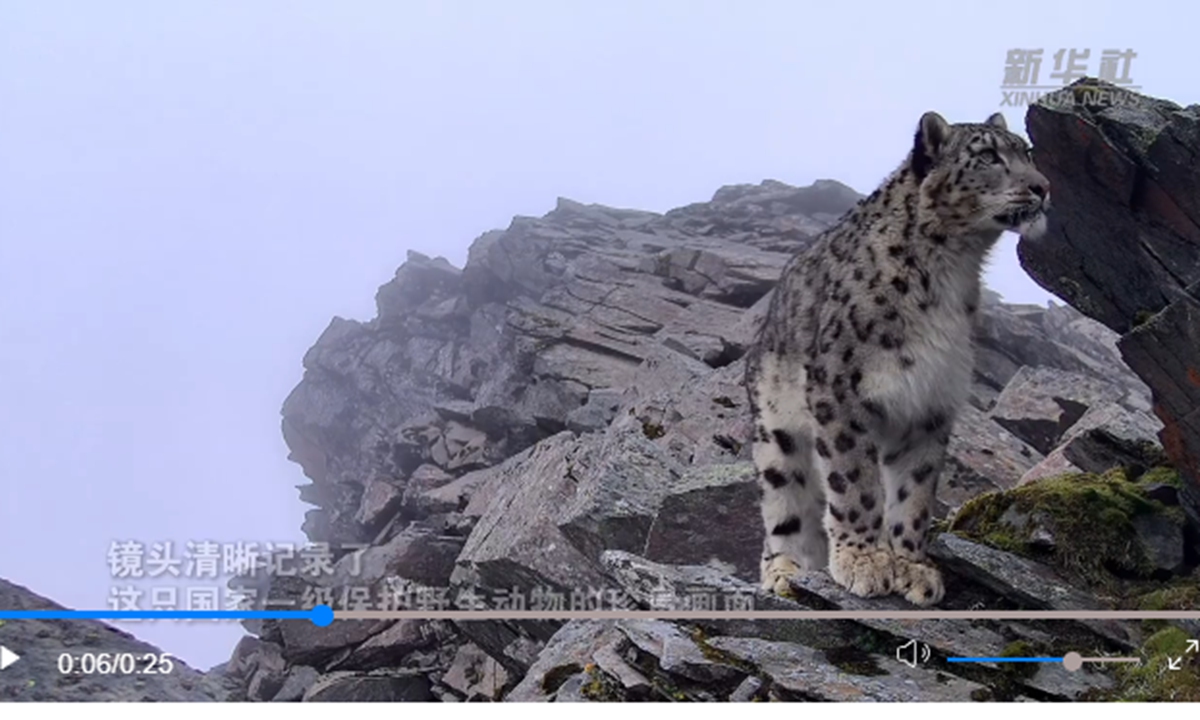 Footage of a snow leopard Photo: Screenshot from media reports