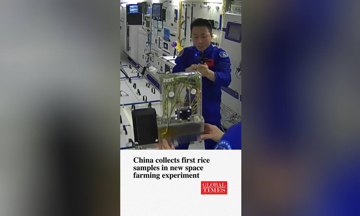 globaltimes.cn - China collects first rice samples in new space farming experiment